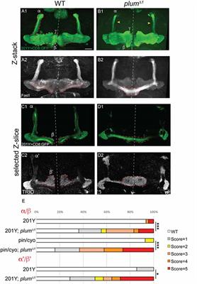 Glial Derived TGF-β Instructs Axon Midline Stopping